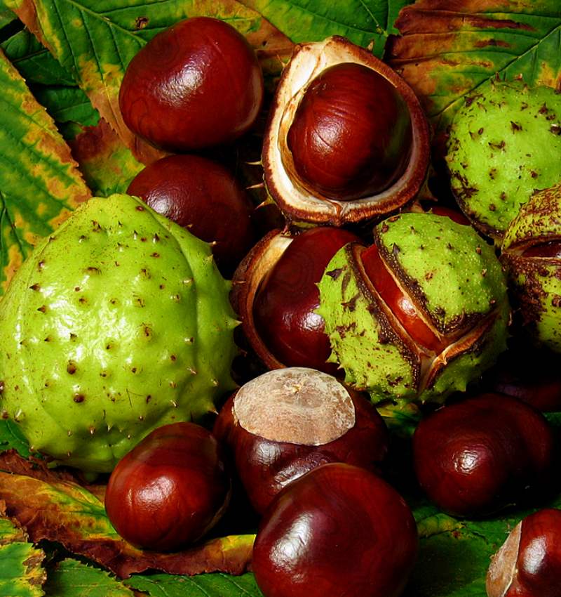 castaña indias varices