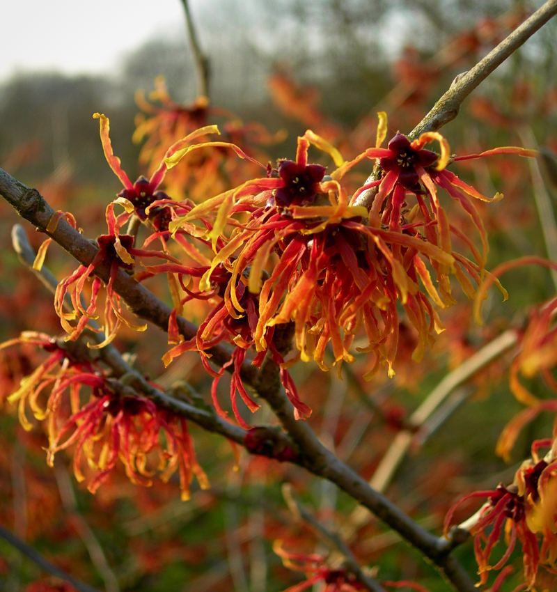 hamamelis varices